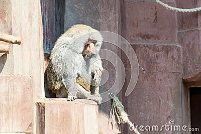 Male baboon monkey Stock Photo