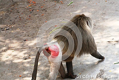 Male baboon showing typical red rears Stock Photo