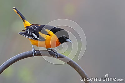 Male Baltimore Oriole Stock Photo