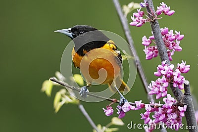 Male Baltimore Oriole perched in a flowering Eastern Redbud Stock Photo