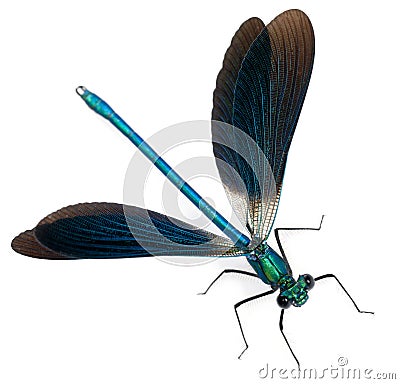 Male Banded Demoiselle, Calopteryx splendens Stock Photo