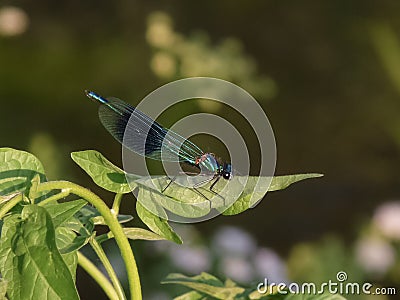 Male Banded demoiselle (Calopteryx splendens) Stock Photo