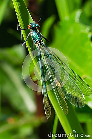 Male banded demoiselle damselfly, Calopteryx splendens. Stunning British insect portrait Stock Photo