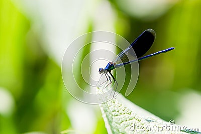 Male Banded Demoiselle Damselfly Dragonfly Stock Photo