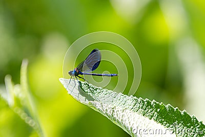 Male Banded Demoiselle Damselfly Dragonfly Stock Photo