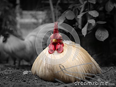 Male Bantam Chicken Lying on The Ground Stock Photo