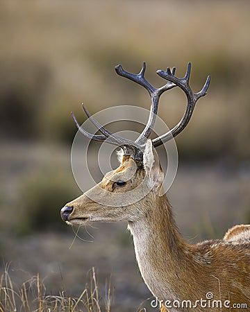 Male Barasingha or Rucervus duvaucelii or Swamp deer closeup or portrait of elusive and vulnerable animal species at kanha Stock Photo