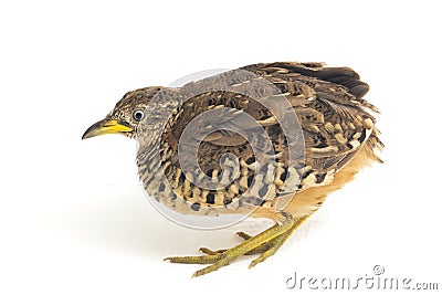 A male barred buttonquail or common bustard-quail Turnix suscitator isolated on white Stock Photo