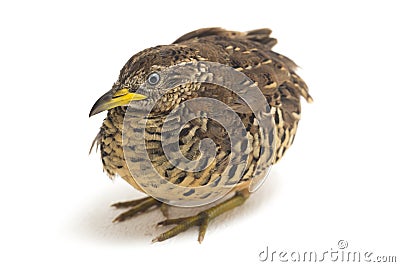 A male barred buttonquail or common bustard-quail Turnix suscitator isolated on white Stock Photo