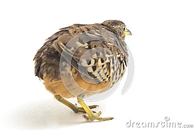 A male barred buttonquail or common bustard-quail Turnix suscitator isolated on white Stock Photo