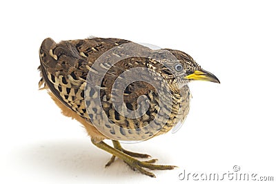 A male barred buttonquail or common bustard-quail Turnix suscitator isolated on white Stock Photo