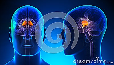 Male Basal Ganglia Brain Anatomy - blue concept Stock Photo