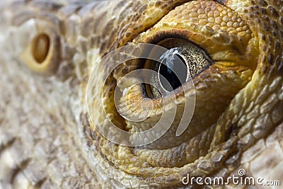 Male bearded dragon eye macro Stock Photo