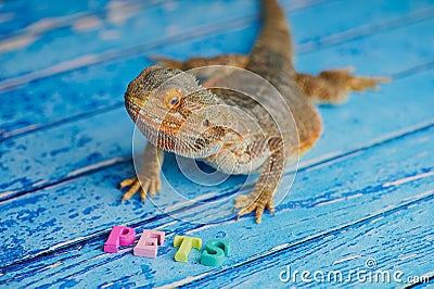 Male bearded dragon (Bartagame) sitting on blue background with the word pets in wooden letters Stock Photo