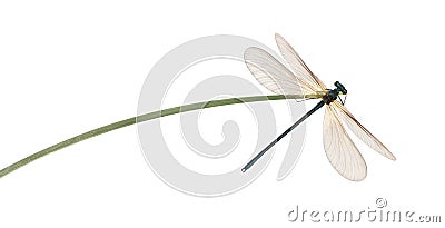 Male beautiful demoiselle, Calopteryx virgo Stock Photo