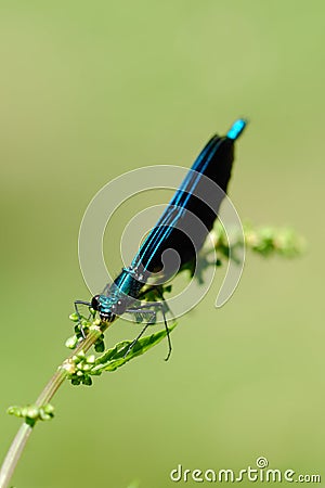 Male Beautiful Demoiselle Damselfly on flower stem Stock Photo