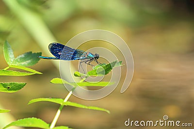 Male beautiful demoiselle Stock Photo