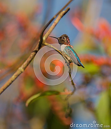 Male Bee Hummingbird on a branch Stock Photo