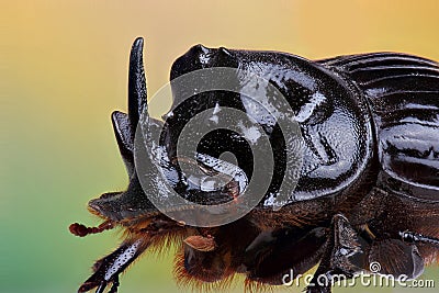 Male of beetle (Copris lunaris) Stock Photo