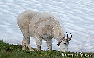 Male Bily Mountain Goat (Oreamnos Americanus) on Hurricane Hill snowfield in Olympic National Park in Washington State Stock Photo