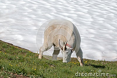 Male Bily Mountain Goat Oreamnos Americanus on Hurricane Ridge snowfield in Olympic National Park in Washington State Stock Photo