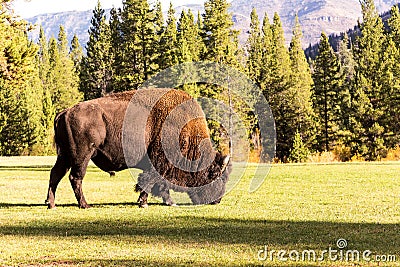 Male bison buffalo grazing Stock Photo