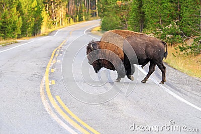 Male bison crossing road in Yellowstone National Park, Wyoming Stock Photo