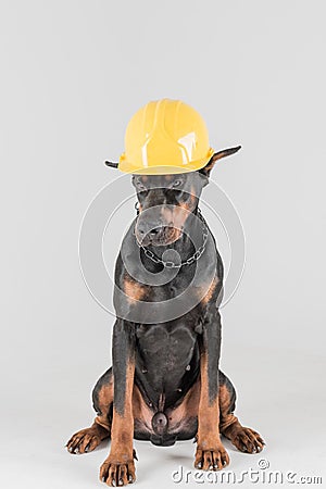 Male black dog with construction yellow hat Stock Photo