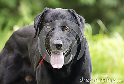 Male Black Lab dog Stock Photo