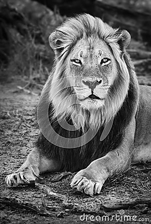 Male black maned lion portrait close-up in black and white Stock Photo