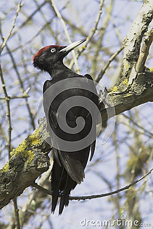 A male of black woodpecker / Dryocopus martius Stock Photo