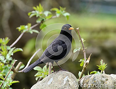 Male blackbird on a wall Stock Photo