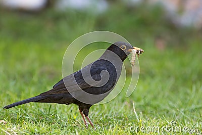 Male blackbird with grubs. Garden bird collecting insect food Stock Photo