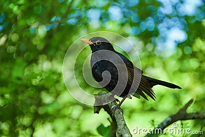 Male blackbird sitting on branch Stock Photo