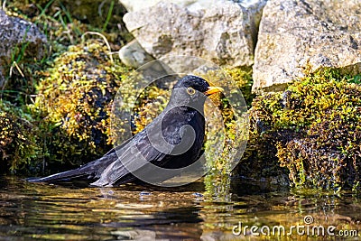 Male blackbird taking a bath in the pond Stock Photo