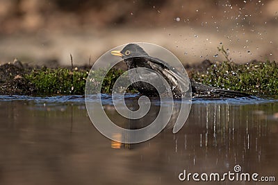 Male blackbird taking a bath in a pond Stock Photo