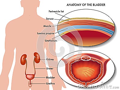 Male bladder Vector Illustration