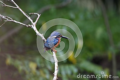 The male of Blue-eared kingfisher Alcedo meninting the tiny beautiful blue bird standing on the branch Stock Photo