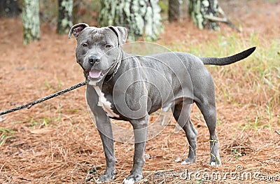 Male blue Pitbull Terrier outside on leash Stock Photo