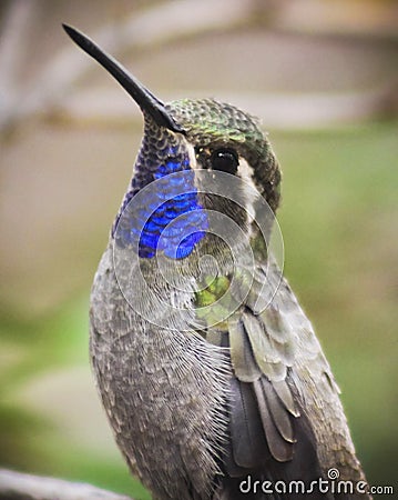 A Male Blue-throated Hummingbird on a Branch Stock Photo