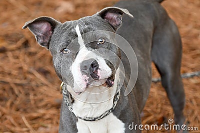 Male blue and white American Pitbul Terrier dog outside on leash. Dog rescue pet adoption photography for humane society animal Stock Photo