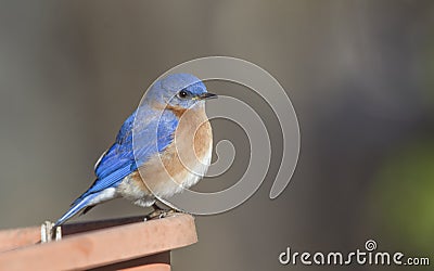 Male Bluebird Stock Photo