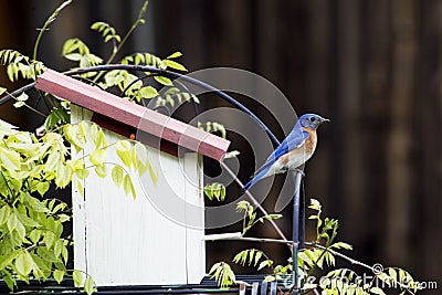 Male Bluebird sits on a perch watching. Stock Photo