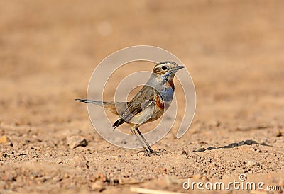 Male Bluethroat (Luscinia svecica) Stock Photo