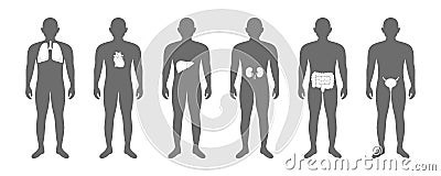 Male body with internal organs. Lungs, heart, liver, kidneys, intestines, bladder. Donor medical poster. Human organ Vector Illustration