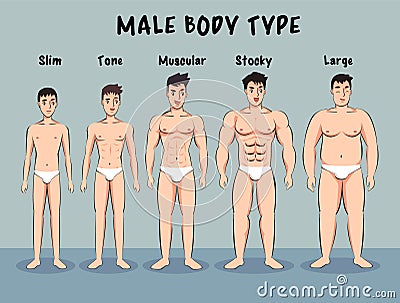 Male Body type cartoon vector Vector Illustration