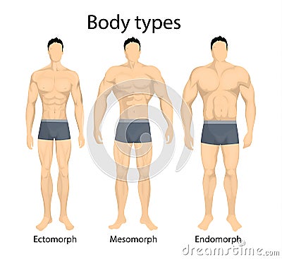 Male body types. Vector Illustration