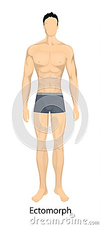 Male body types. Vector Illustration