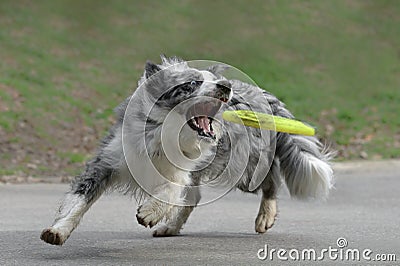 Male border collie dog Stock Photo