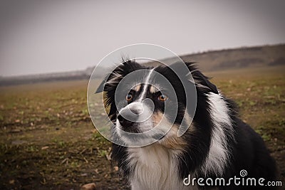 Male of border collie is prowling on flying clay from handler. Stock Photo